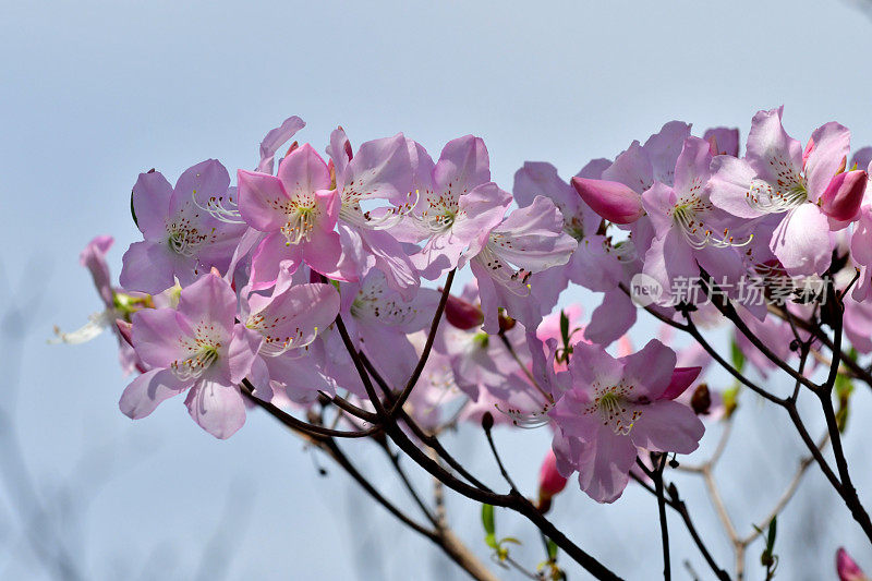 杜鹃花/皇家杜鹃花